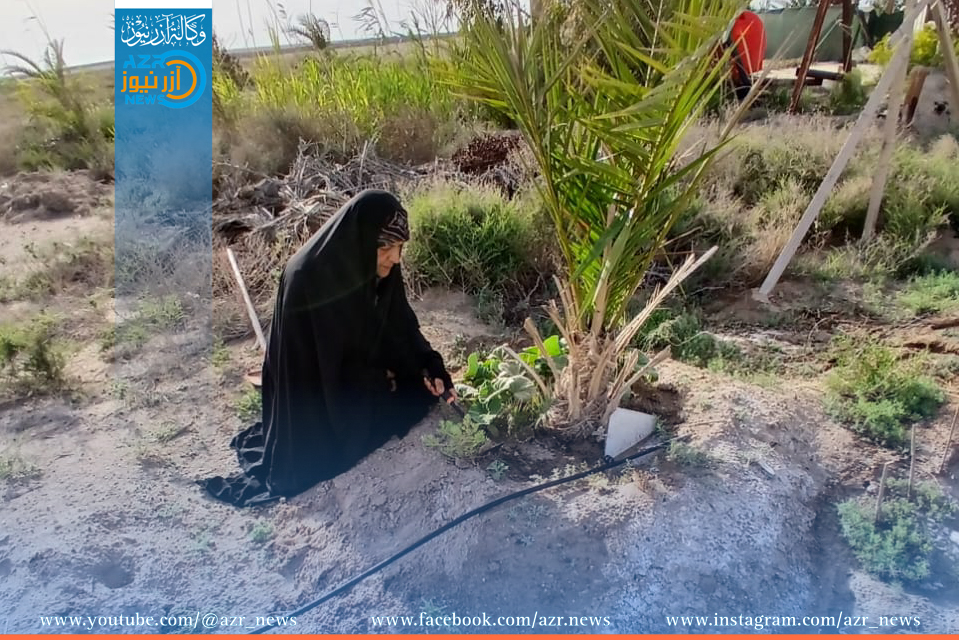 سيدة كربلائية تحيي أرضاً زراعية بجهود فردية : المهندسة مكية الموسوي نموذجاً للإرادة والتحدي